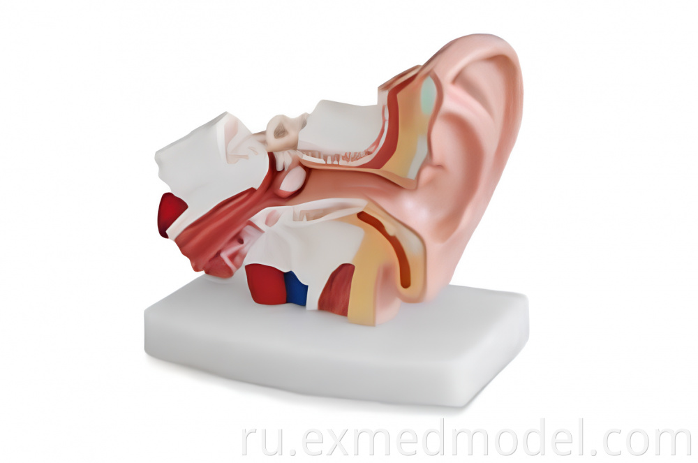 Human Ear Anatomy Model